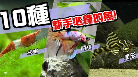 養什麼魚最好養|10種激推!給新手的魚~養這些!讓你告別養魚殺手~【憩魚水族】